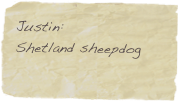 Justin:
Shetland sheepdog

